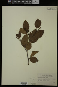 Image Associated With the Occurrence