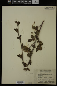 Image Associated With the Occurrence