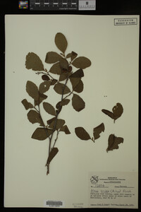 Image Associated With the Occurrence