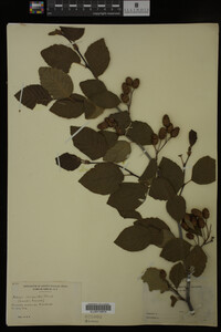 Image Associated With the Occurrence