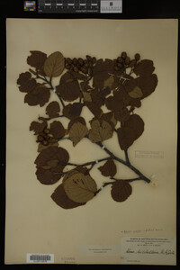 Image Associated With the Occurrence
