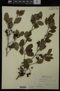 Image Associated With the Occurrence