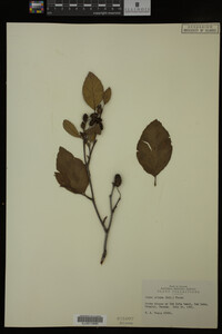 Image Associated With the Occurrence
