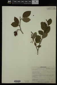 Image Associated With the Occurrence