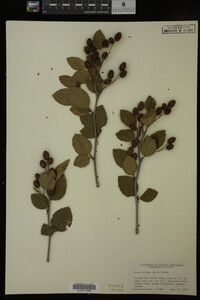 Image Associated With the Occurrence