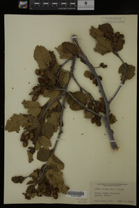 Image Associated With the Occurrence