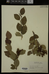 Image Associated With the Occurrence