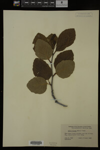 Image Associated With the Occurrence