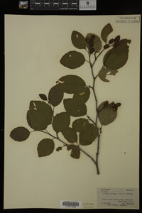 Image Associated With the Occurrence
