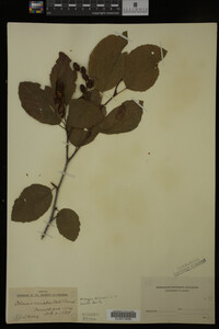 Image Associated With the Occurrence