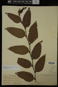 Image Associated With the Occurrence