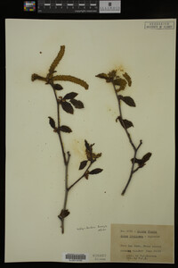 Image Associated With the Occurrence