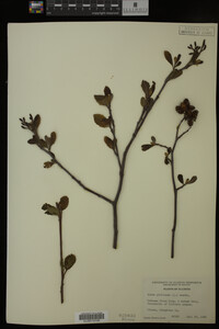 Alnus glutinosa image