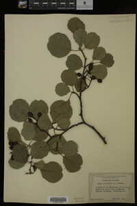 Alnus glutinosa image