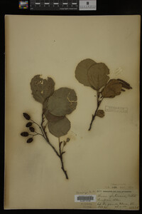 Alnus glutinosa image