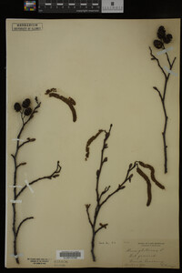 Alnus glutinosa image