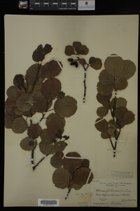 Alnus glutinosa image