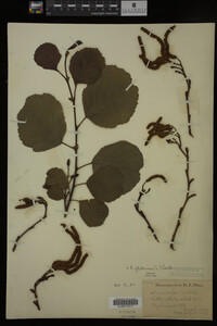 Alnus glutinosa image
