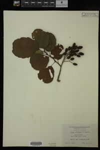 Alnus glutinosa image