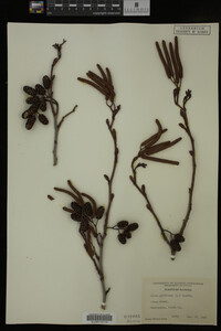 Alnus glutinosa image