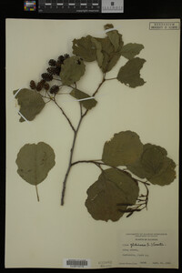 Alnus glutinosa image