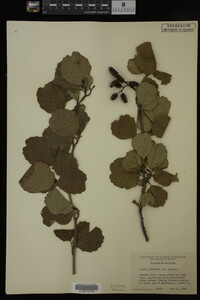 Alnus glutinosa image