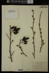 Alnus glutinosa image