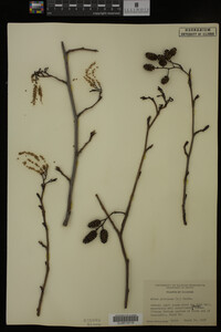 Alnus glutinosa image