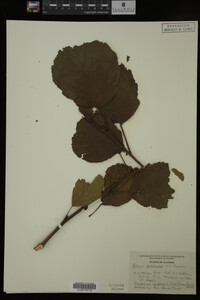 Image Associated With the Occurrence