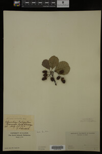 Alnus glutinosa image