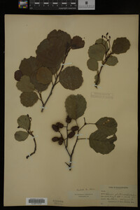 Alnus glutinosa image