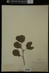 Alnus glutinosa image