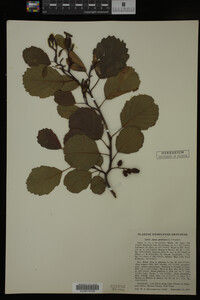 Alnus glutinosa image