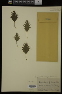 Image Associated With the Occurrence