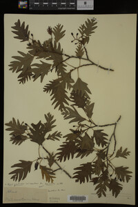Image Associated With the Occurrence