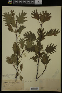 Image Associated With the Occurrence