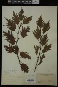 Image Associated With the Occurrence