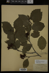 Image Associated With the Occurrence