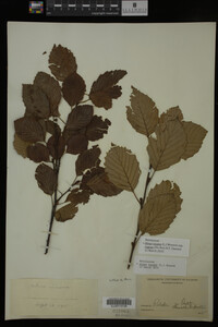 Image Associated With the Occurrence