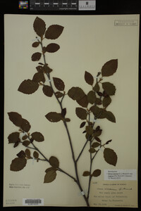 Image Associated With the Occurrence