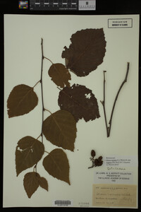 Image Associated With the Occurrence