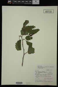 Image Associated With the Occurrence