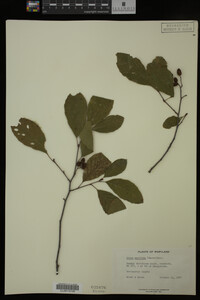 Alnus maritima image