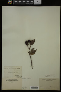 Alnus maritima image