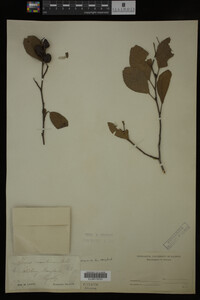 Alnus maritima image