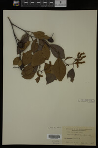 Alnus maritima image