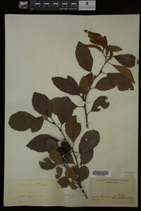 Alnus maritima image