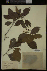 Alnus maritima image