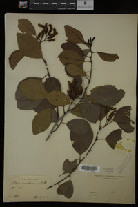 Alnus maritima image