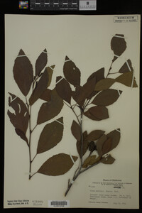 Alnus maritima image